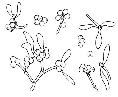 Ökseotu böğürtlen ve yaprakları. Noel ökseotu ya da Öpücük Şubesi. El yapımı koleksiyon. Beyaz arka plan, tecrit. Satır sanatı.