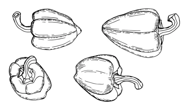 Conjunto Blanco Negro Pimientos Sketch Vegetable Paprika Fondo Blanco Aislado — Archivo Imágenes Vectoriales
