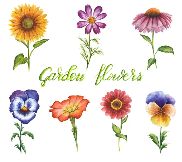 Beyaz arka planda elle çizilmiş suluboya bahçe çiçekleri. Çiçekli elementler: ayçiçeği, pasies, petunya, coneflower, zinnia, cosmos