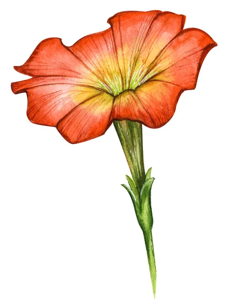 Ilustração Aquarela Vetorial Flor Petúnia Vermelha Amarela Isolada Sobre Fundo —  Vetores de Stock