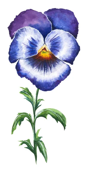 Illustration Vectorielle Aquarelle Fleurs Panse Bleues Violettes Isolées Sur Fond — Image vectorielle