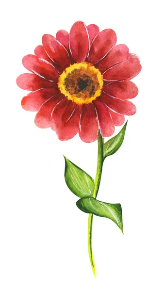 Illustration Aquarelle Dessinée Main Fleurs Zinnia Rouge Isolées Sur Fond — Image vectorielle