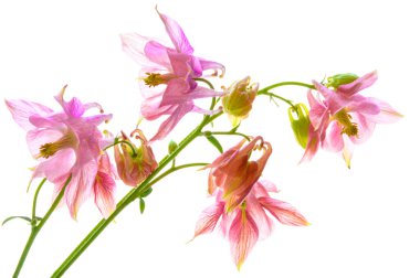 Beyaz izole arkaplandaki buketi Columbine