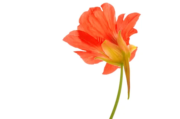 Nasturtium Sobre Fondo Blanco Aislado — Foto de Stock