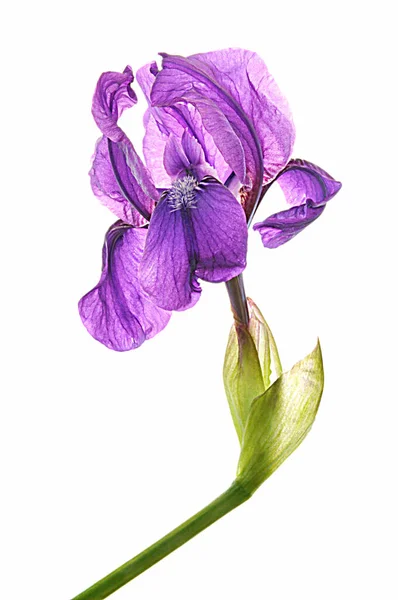 Purple Iris White Isolated Background — Stock Photo, Image