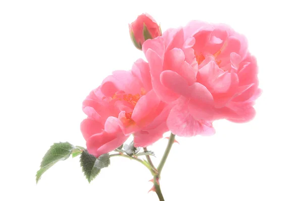 Розовые Розы Белый Изолированный Фон — стоковое фото