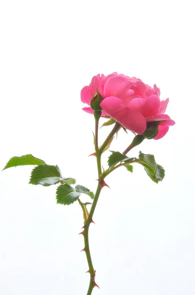 Roze Rozen Witte Geïsoleerde Achtergrond — Stockfoto