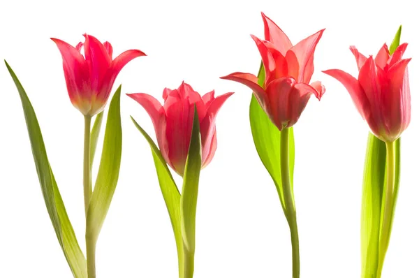 Röda Tulpaner Vit Isolerad Bakgrund — Stockfoto