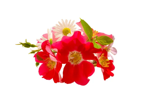 Красные Розы Маргаритки Белом Изолированном Фоне — стоковое фото
