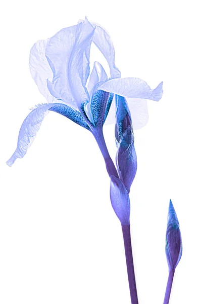 Blue Iris White Isolated Background — Stock Photo, Image