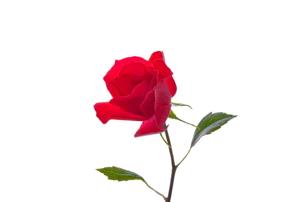 Red Rose White Isolated Background — Stock Photo, Image