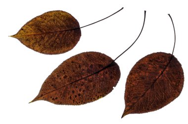 İzole edilmiş beyaz arka planda üç kahverengi sonbahar yaprağı.