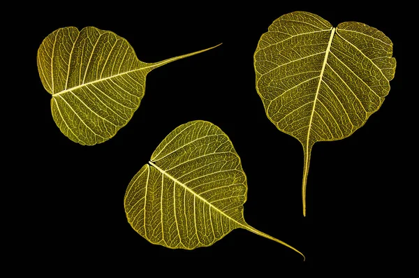 Яркие Цветные Желтые Листья Скелета Черном Изолированном Фоне — стоковое фото