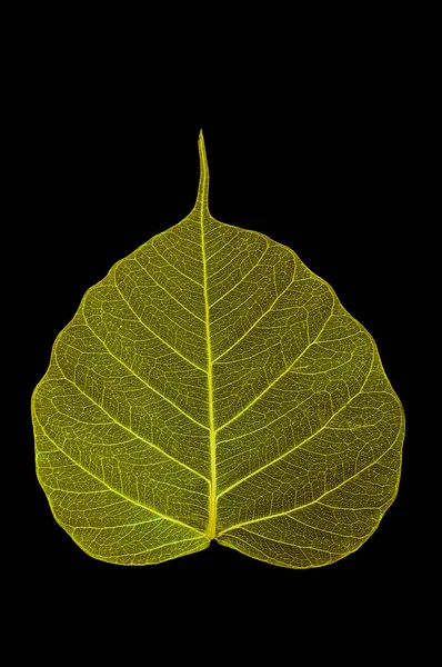 Uno Scheletri Foglie Gialle Colorate Luminose Sfondo Nero Isolato — Foto Stock