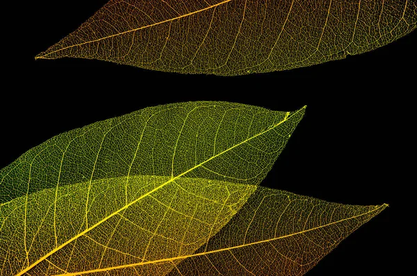 Siyah izole edilmiş arka planda üç parlak sarı yaprak iskeleti..