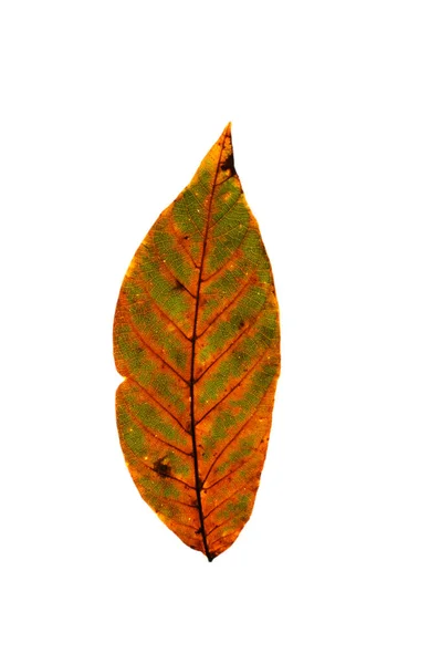 Jeden Kolorowy Jasny Jesienny Liść Białym Odosobnionym Tle — Zdjęcie stockowe