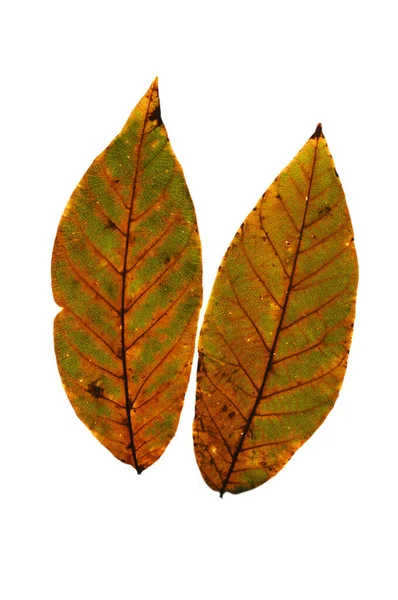 Dwa Kolorowe Jasne Jesienny Liść Białym Odosobnionym Tle — Zdjęcie stockowe