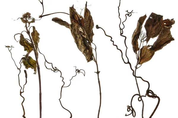 Zole Edilmiş Beyaz Arka Planda Eski Sonbahar Kahverengi Yaprakları — Stok fotoğraf