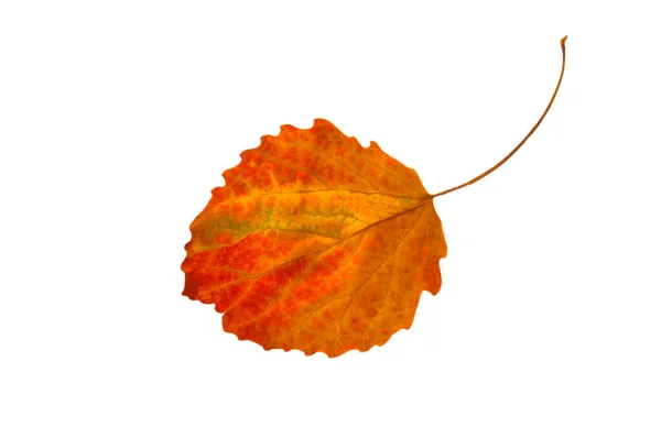 Один Яркий Осенний Осиновый Лист Белом Изолированном Фоне — стоковое фото