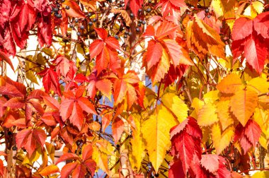 Sarı, kırmızı, turuncu yapraklı yabani üzümlerin dalları güneş tarafından aydınlatılır.