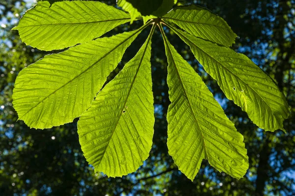 森の木々の上の緑色鮮やかな栗の葉背景 — ストック写真