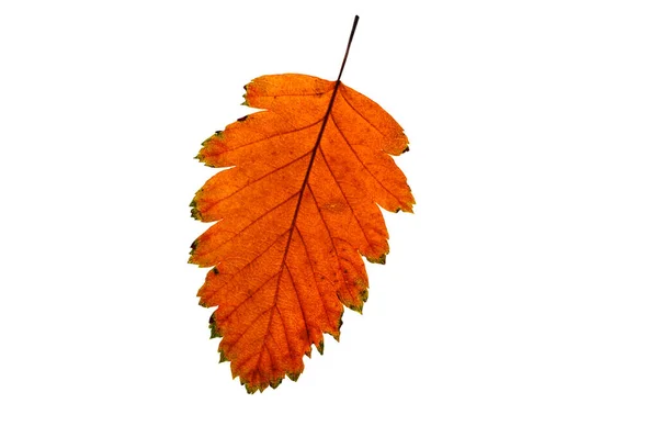 Один Красочный Осенний Оранжевый Лист Закрывается Белом Изолированном Фоне — стоковое фото