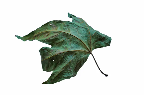 Kuru bir sonbahar parlak çınar yaprağı beyaz izole arkaplanı kapatır.