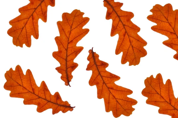 Herfst Heldere Kleurrijke Eiken Bladeren Close Witte Geïsoleerde Achtergrond — Stockfoto