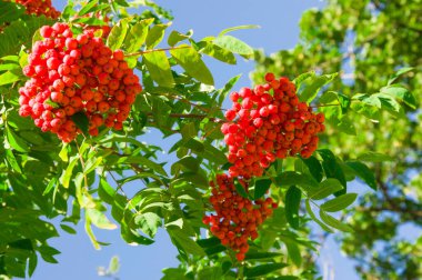 Mavi arkaplanda kırmızı böğürtlenli dağ külünün parlak yeşil dalları