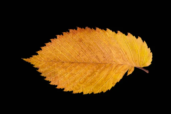 Hoja Color Amarillo Otoño Brillante Sobre Fondo Negro Aislado Cerca —  Fotos de Stock