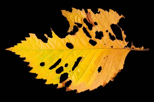 Jasnożółty Jesień Kolorowe Spożywane Liści Czarnym Odizolowanym Tle Zbliżenie — Zdjęcie stockowe