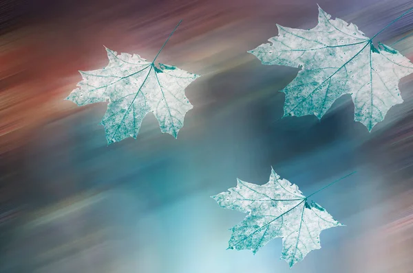 Abstract Kleurrijke Achtergrond Met Herfst Blauwe Esdoorn Bladeren Heldere Wazig — Stockfoto