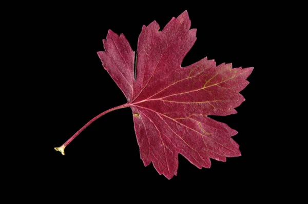 Ljusröd Höst Färgglada Vinbär Blad Svart Isolerad Bakgrund Närbild — Stockfoto