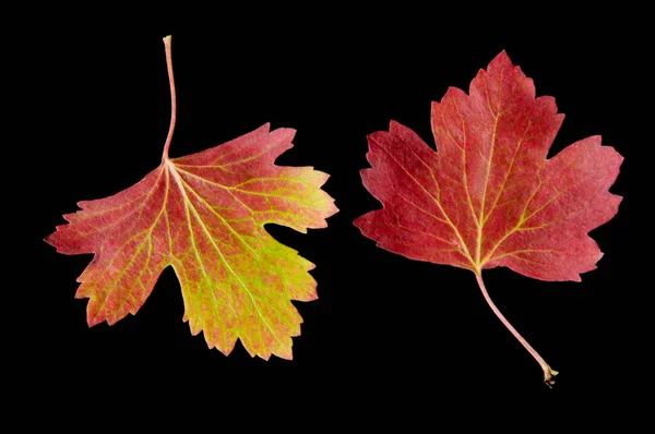 Dwa Jasne Czerwone Żółte Jesień Kolorowe Liście Porzeczki Czarnym Odizolowanym — Zdjęcie stockowe