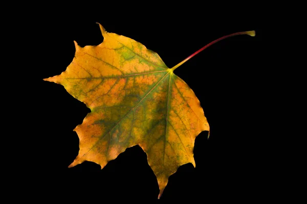 Jasnożółty Jesień Kolorowy Klon Liść Czarnym Odizolowanym Tle Zbliżenie — Zdjęcie stockowe