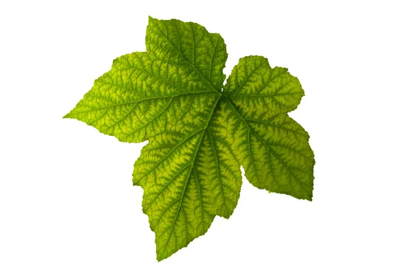 Beyaz izole arkaplanda damarları olan parlak yeşil renkli bir yaprak.