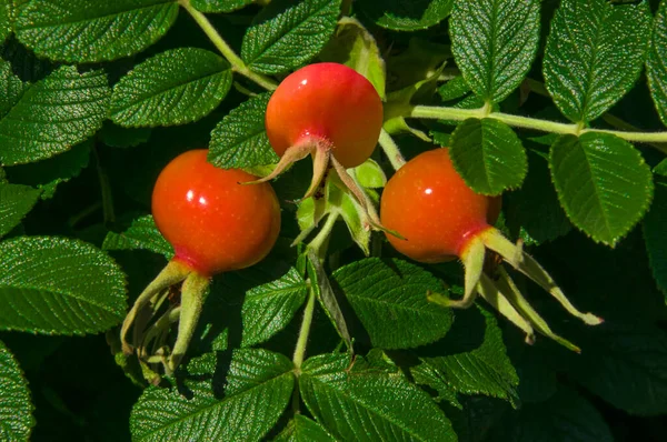 Yeşil yapraklı bir dalda kırmızı parlak gül kalçaları.