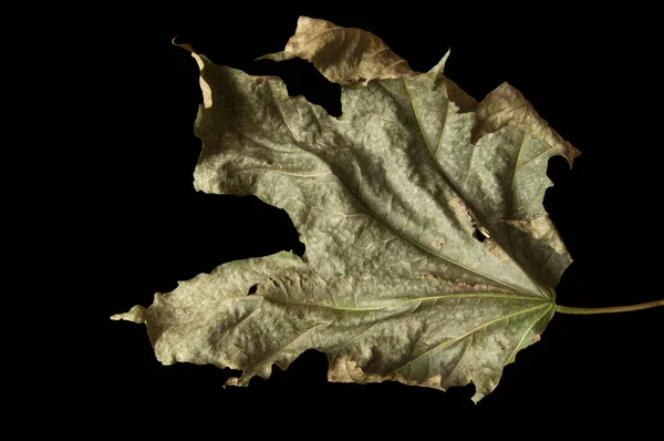 Parlak yeşil sonbahar renkli akçaağaç yaprağı siyah yalıtılmış arkaplanda yakın plan