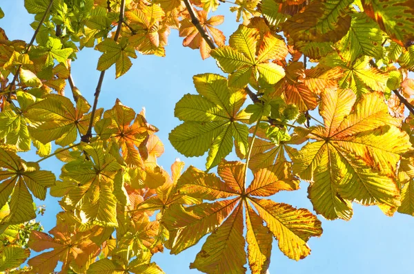 Ramas Color Brillante Castaño Con Hojas Otoño Sobre Fondo Cielo —  Fotos de Stock