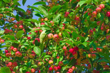 Mavi arka planda yeşil yapraklı ağaç dalları üzerinde kırmızı sarı elmalar