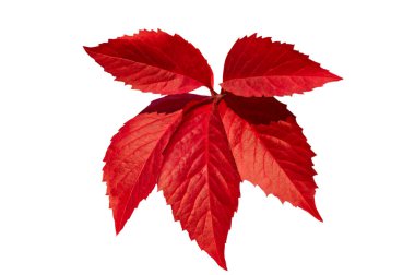 Aydınlık sonbahar kırmızı yapraklı yabani üzümler beyaz yalıtılmış arka planda yakın plan