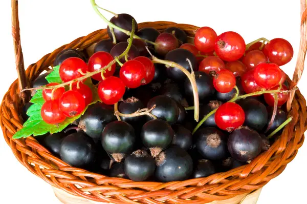 Bacche Ribes Nero Rosso Cesto Vimini Uno Sfondo Bianco Isolato — Foto Stock