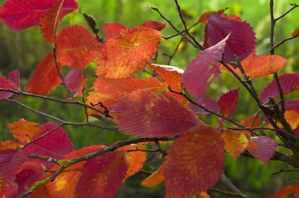 Őszi Ágak Fényes Színes Vörös Őszi Levelek Zöld Háttér Közeli — Stock Fotó