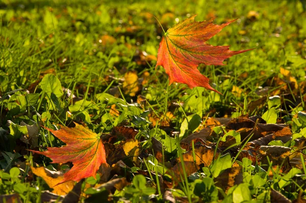 Yeşil Çimenler Eski Sonbahar Yapraklarından Oluşan Arka Planda Düşen Renkli — Stok fotoğraf
