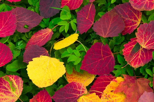 Herfst Achtergrond Van Heldere Kleurrijke Herfst Aspen Bladeren Een Achtergrond — Stockfoto