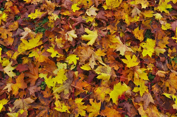 Fond Automnal Feuilles Érable Sèches Automne Jaune Marron Vif Coloré — Photo