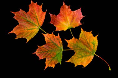 Renkli parlak sonbahar akçaağaç yaprakları siyah izole arkaplanda. Yakın plan.
