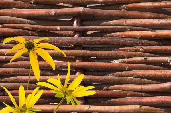 Eski dekoratif doğal ahşap çit hasır ağaçtan yapılmış, sarı çiçekli.