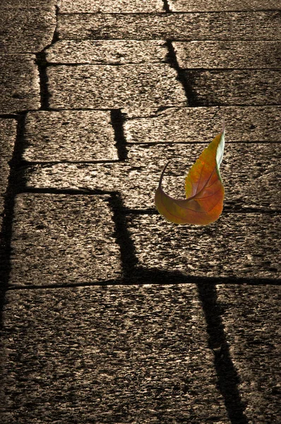 Gri renkli doğal kentsel kaldırım taşlarının dokusu kapanıyor ve sonbahar sarısı yaprakları.