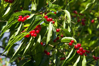 Yeşil yaprakları ve parlak kırmızı meyveleri olan bir ağacın dalına